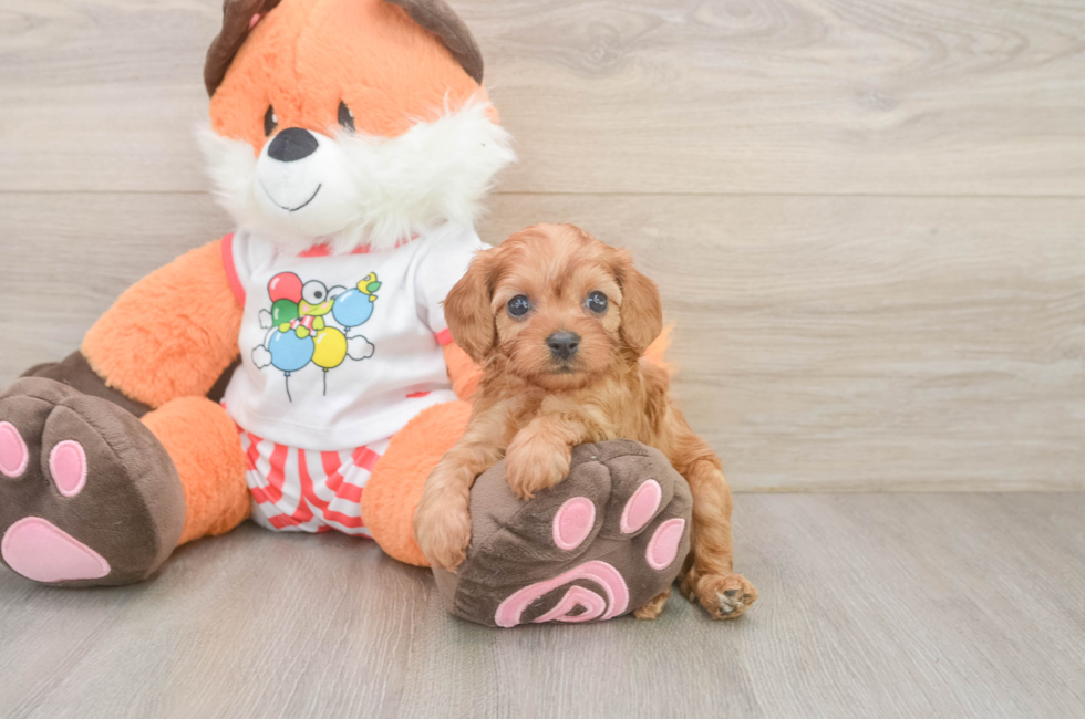 5 week old Cavapoo Puppy For Sale - Florida Fur Babies
