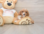 8 week old Cavapoo Puppy For Sale - Florida Fur Babies