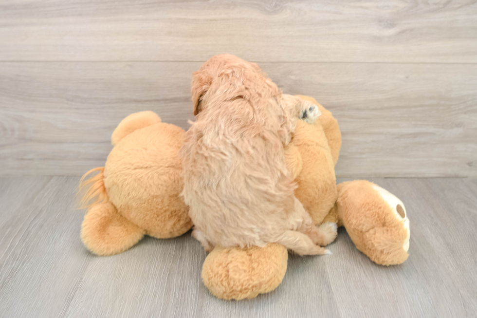 Funny Cavapoo Poodle Mix Pup