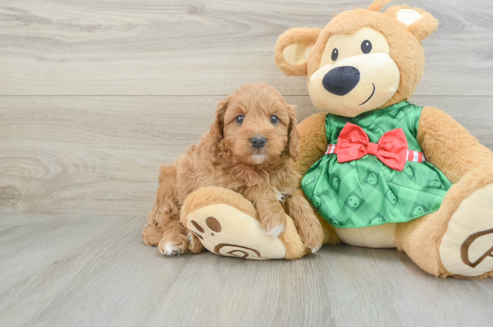 5 week old Cavapoo Puppy For Sale - Florida Fur Babies