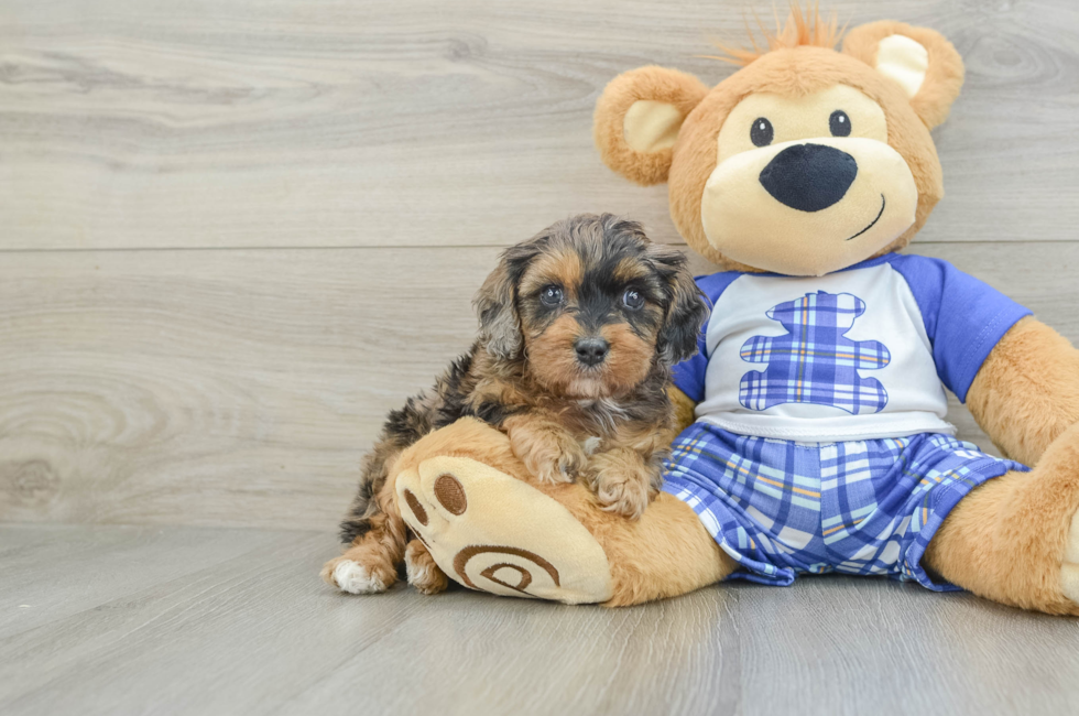 7 week old Cavapoo Puppy For Sale - Florida Fur Babies