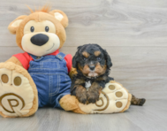 7 week old Cavapoo Puppy For Sale - Florida Fur Babies