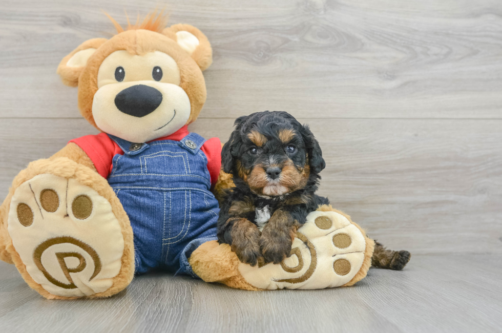 5 week old Cavapoo Puppy For Sale - Florida Fur Babies