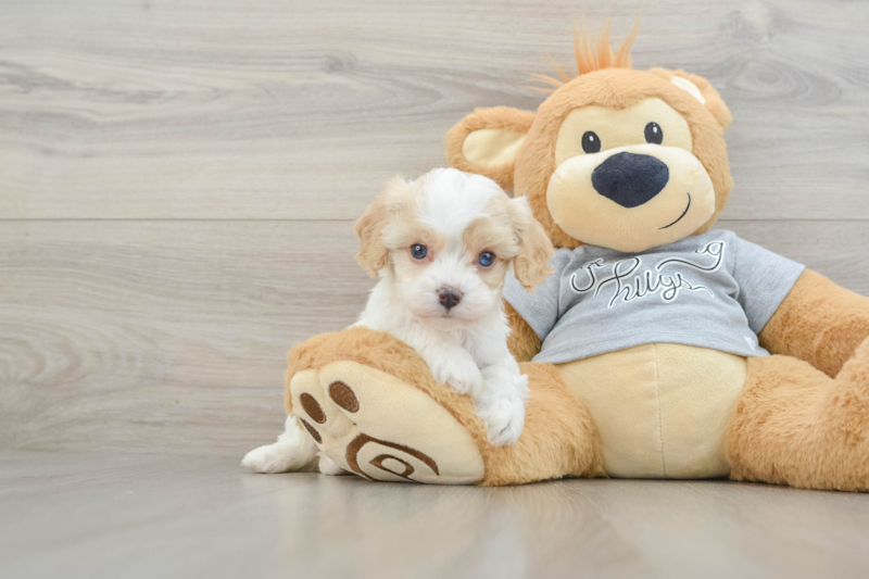 Meet Yeezy - our Cavapoo Puppy Photo 1/3 - Florida Fur Babies