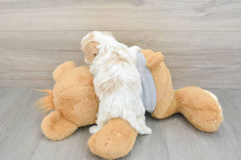 Meet Yeezy - our Cavapoo Puppy Photo 2/3 - Florida Fur Babies