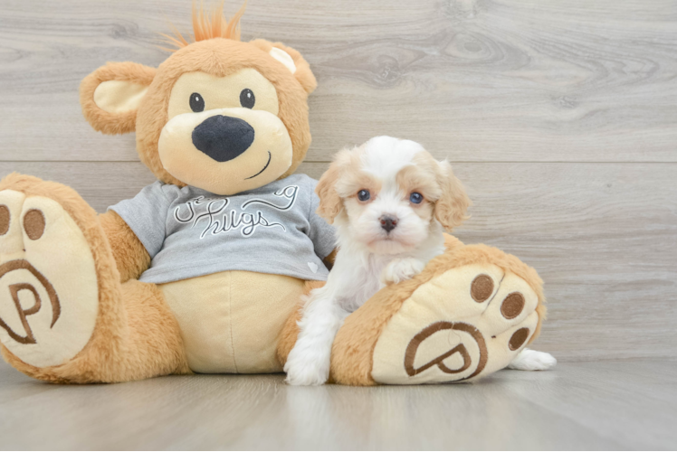 Popular Cavapoo Poodle Mix Pup