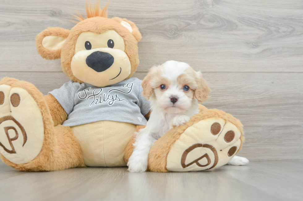 5 week old Cavapoo Puppy For Sale - Florida Fur Babies