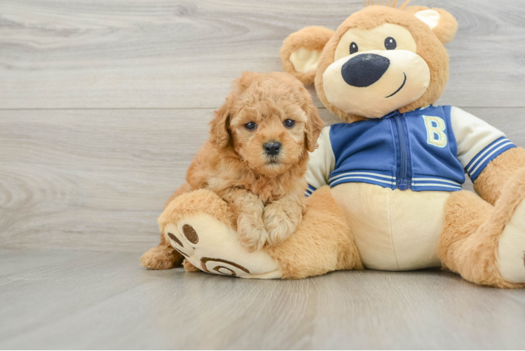 Best Cavapoo Baby