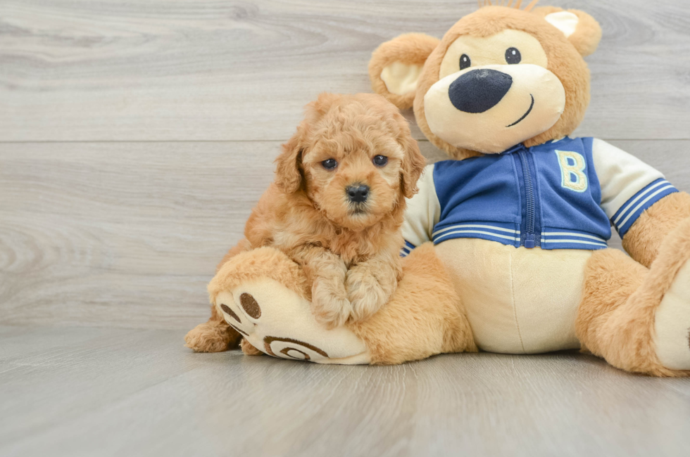 6 week old Cavapoo Puppy For Sale - Florida Fur Babies