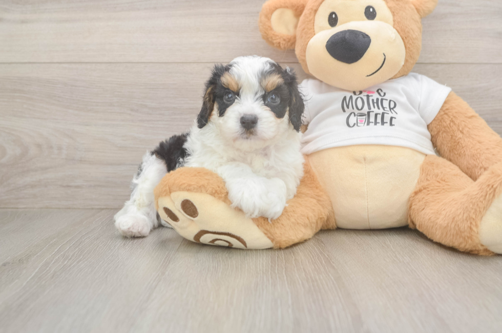 5 week old Cavapoo Puppy For Sale - Florida Fur Babies