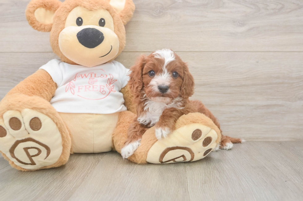 5 week old Cavapoo Puppy For Sale - Florida Fur Babies