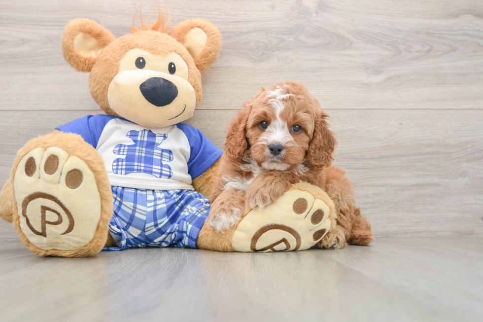 Cavapoo Puppy for Adoption