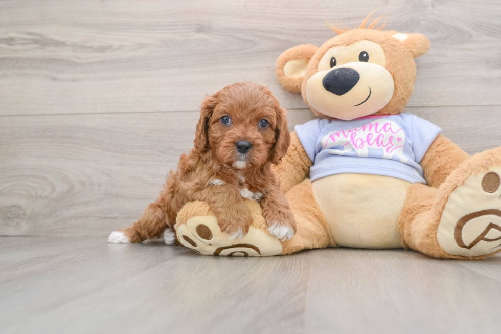 Cavapoo Puppy for Adoption
