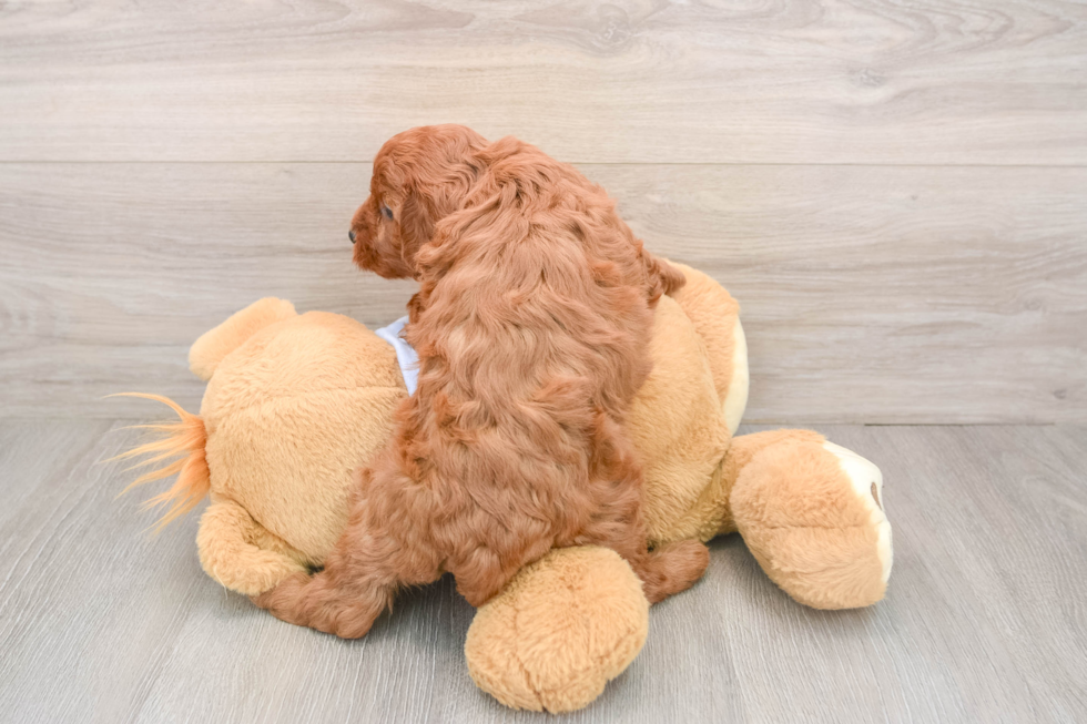 Cavapoo Pup Being Cute