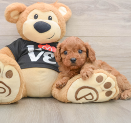 7 week old Cavapoo Puppy For Sale - Florida Fur Babies