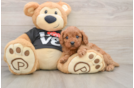 Friendly Cavapoo Baby
