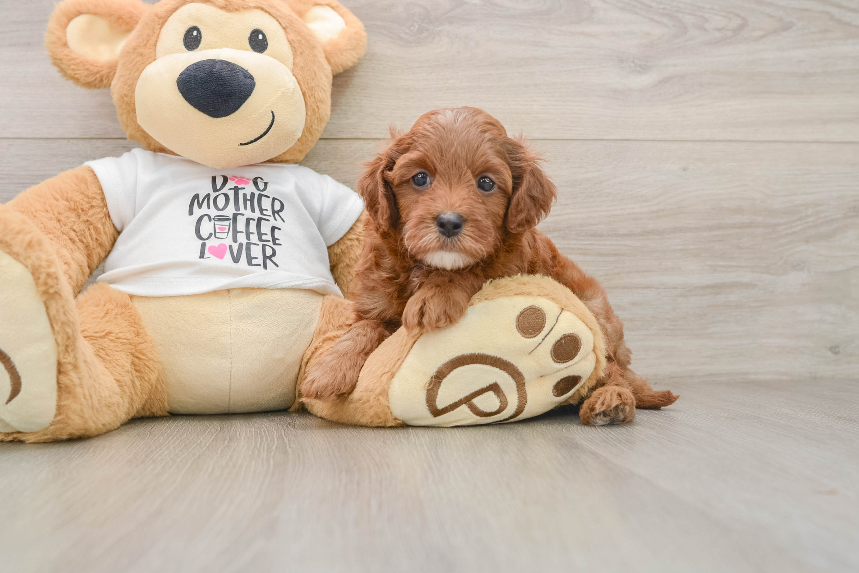 Cavapoo Puppy for Adoption