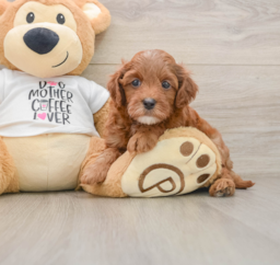 7 week old Cavapoo Puppy For Sale - Florida Fur Babies