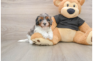 Cavapoo Pup Being Cute
