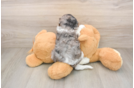 Cavapoo Puppy for Adoption