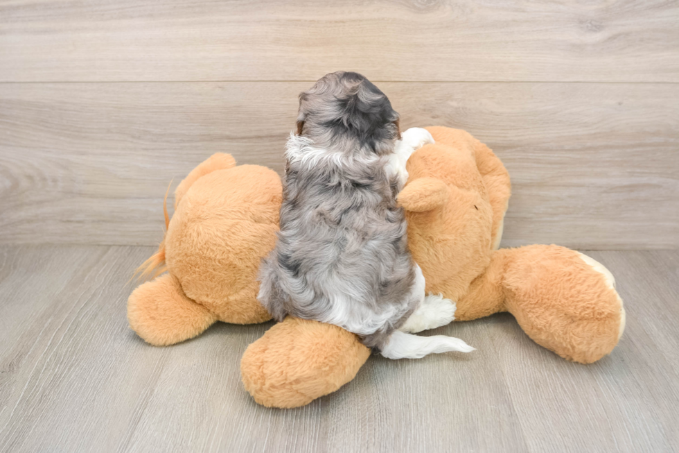 Cavapoo Puppy for Adoption