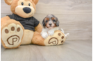 Cavapoo Pup Being Cute