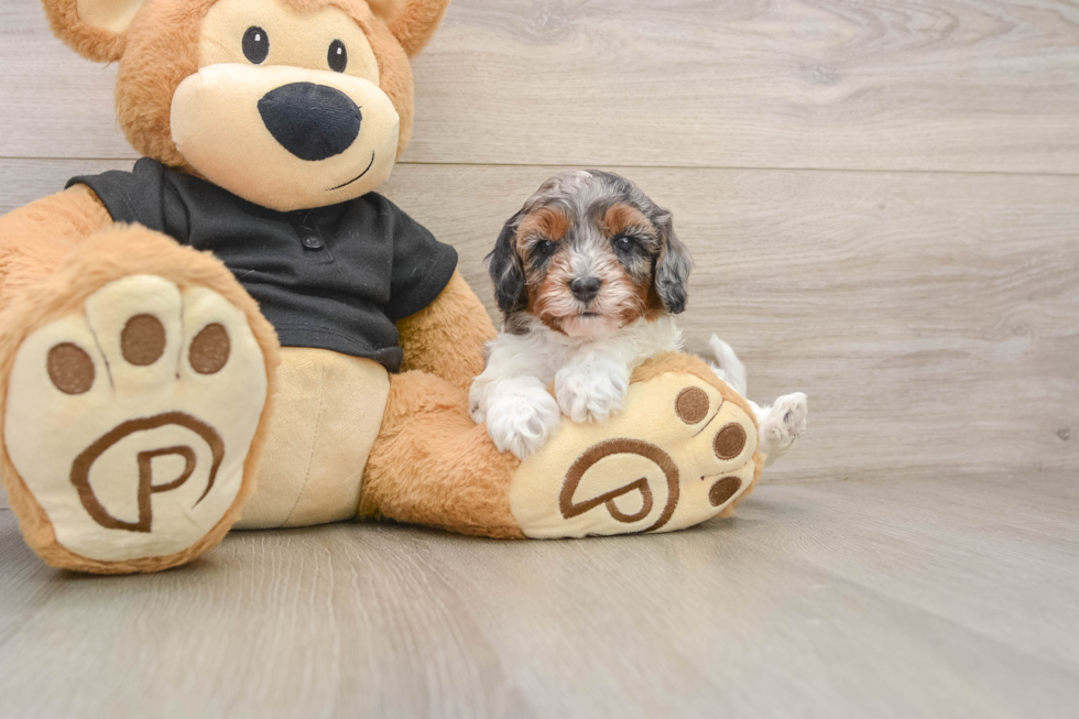Cavapoo Pup Being Cute