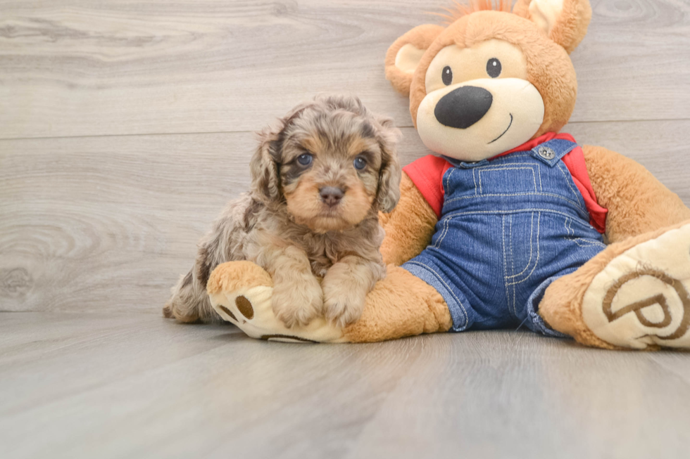 Cavapoo Puppy for Adoption