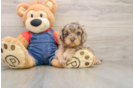 Fluffy Cavapoo Poodle Mix Pup