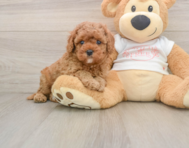 8 week old Cavapoo Puppy For Sale - Florida Fur Babies