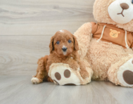 8 week old Cavapoo Puppy For Sale - Florida Fur Babies