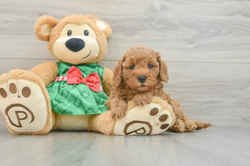 5 week old Cavapoo Puppy For Sale - Florida Fur Babies