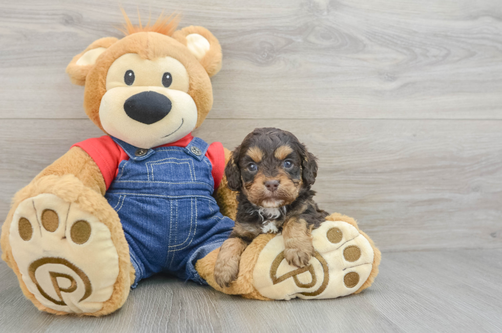 5 week old Cavapoo Puppy For Sale - Florida Fur Babies