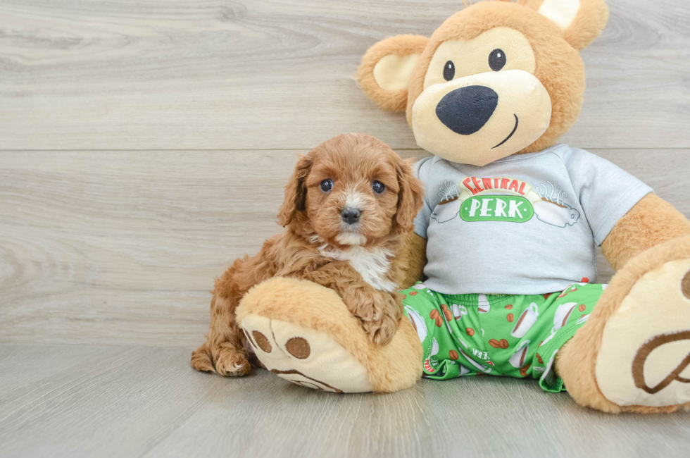 6 week old Cavapoo Puppy For Sale - Florida Fur Babies