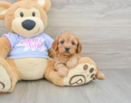 8 week old Cavapoo Puppy For Sale - Florida Fur Babies