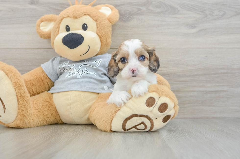 5 week old Cavapoo Puppy For Sale - Florida Fur Babies