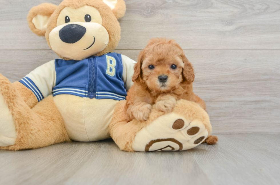 6 week old Cavapoo Puppy For Sale - Florida Fur Babies