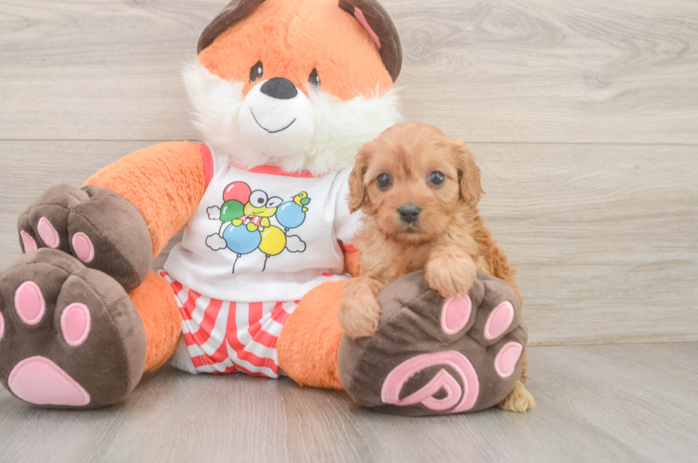 5 week old Cavapoo Puppy For Sale - Florida Fur Babies
