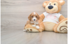 Playful Cavapoodle Poodle Mix Puppy