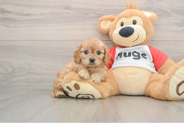 Cavapoo Pup Being Cute