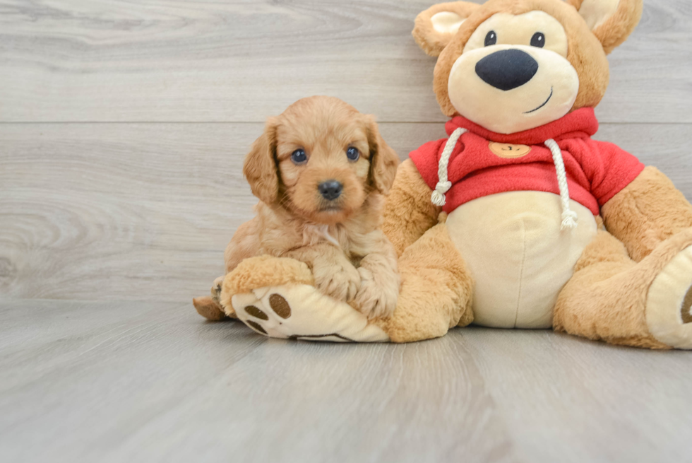 Hypoallergenic Cavadoodle Poodle Mix Puppy