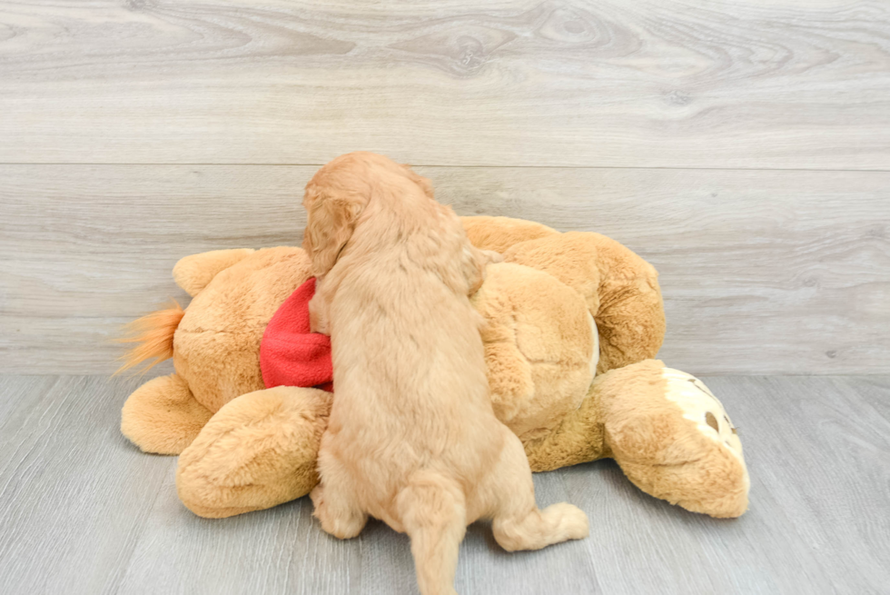 Petite Cavapoo Poodle Mix Pup