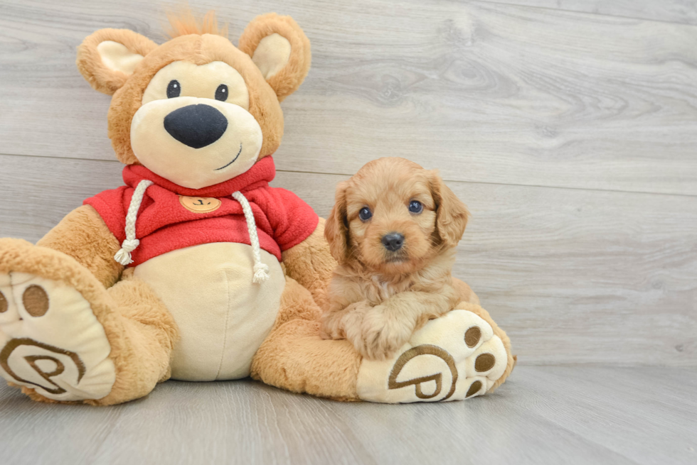 Funny Cavapoo Poodle Mix Pup