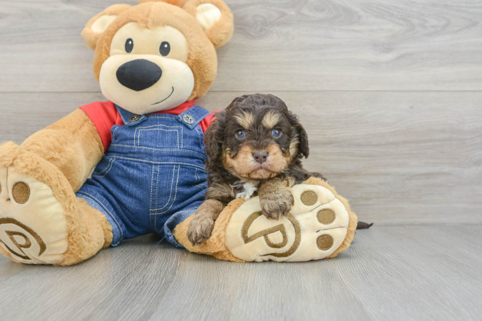 Cavapoo Puppy for Adoption