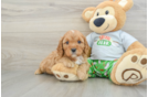 Cavapoo Puppy for Adoption