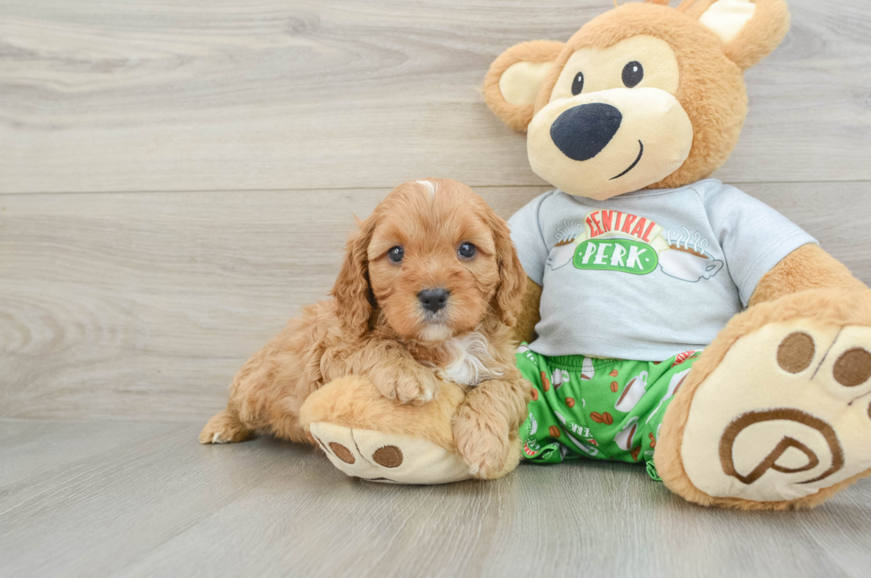 6 week old Cavapoo Puppy For Sale - Florida Fur Babies