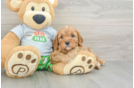 Cute Cavapoo Baby