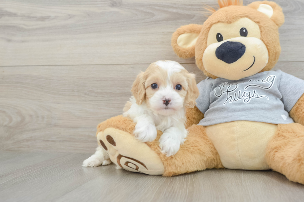 5 week old Cavapoo Puppy For Sale - Florida Fur Babies