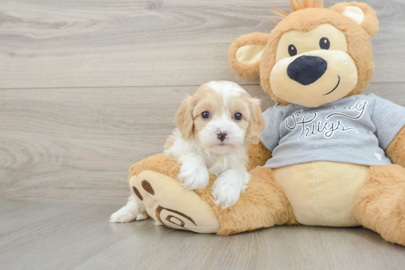 Meet Yoshi - our Cavapoo Puppy Photo 1/3 - Florida Fur Babies