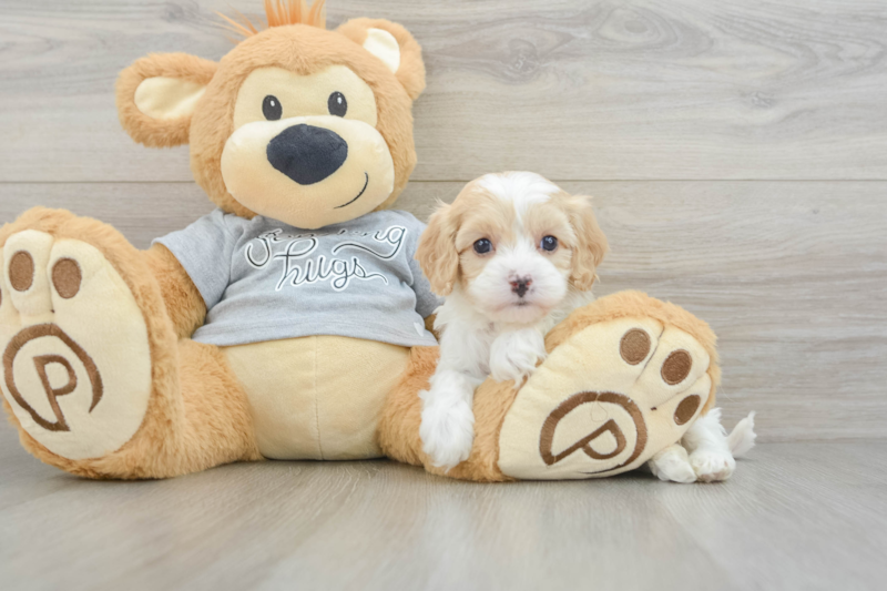 Meet Yoshi - our Cavapoo Puppy Photo 3/3 - Florida Fur Babies